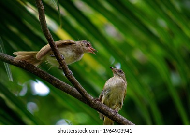 The Little  Bird Of Thialand