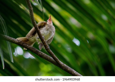 The Little  Bird Of Thialand