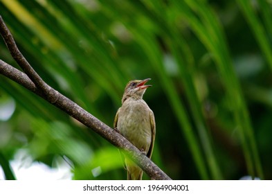 The Little  Bird Of Thialand