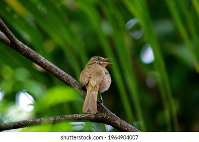 The Little  Bird Of Thialand