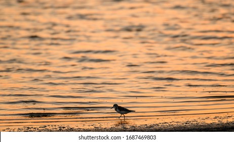 Little bird walking near the water of a lake during sunset