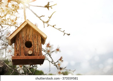 Little Birdhouse in Spring with blossom almond flower 