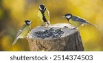 Little birds feeding on bird feeder with sunflower seeds on autumn background. Great tit