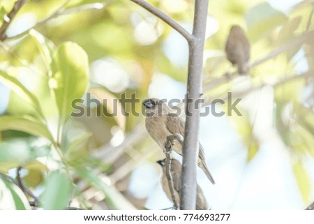 Similar – Image, Stock Photo Curious bird Nature Animal