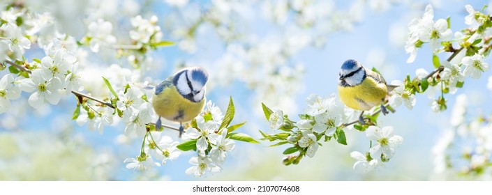 Little birds perching on branch of blossom cherry tree. The blue tit (Parus caeruleus). Spring time