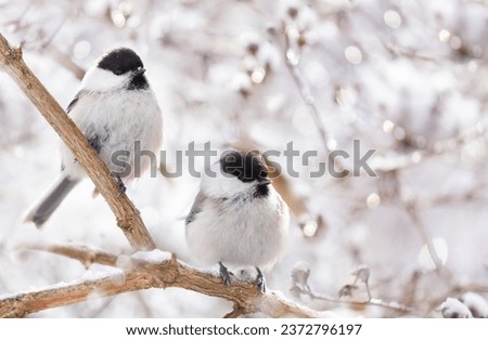 Little birds sitting on snowy branch. Black capped chickadee. Winter time