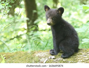 A Little Black Bear Cub 