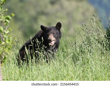 A Little Black Bear Eating Walnuts