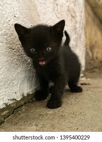 Little black cat, keeping open her mouth