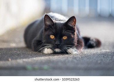 Little black cat lying on the street. - Shutterstock ID 1039523263