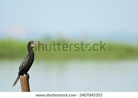 Little Black Cormorant Bird Photography