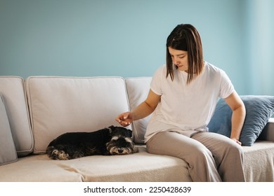 A little black dog miniature schnauzer breed 
lying next to the owner on the couch. Friendship concept  - Powered by Shutterstock