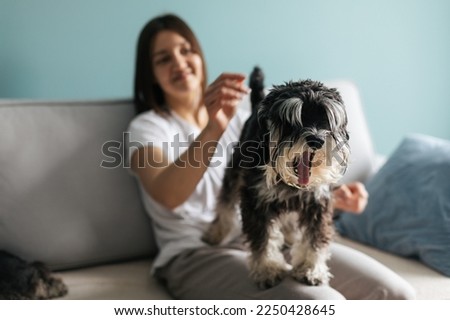 A little black dog miniature schnauzer breed yawns at the camera while standing in the arms of the owner at home