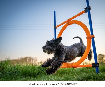 Little Black Dog On Agility Jumps Over A Circle At Sunset