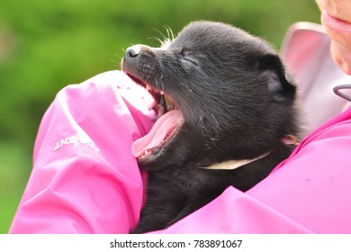 Little Black Doggie Yawning In Someone? Hands