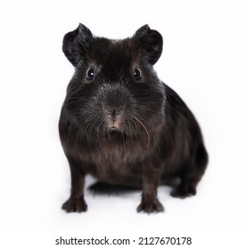 Little Black Guinea Pig Baby Isolated Stock Photo 2127670178 | Shutterstock