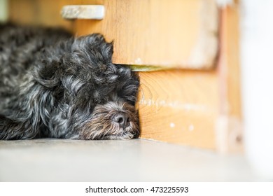 Little Black Hair Dog Lay On The Marble Floor Beside Old Cupboard