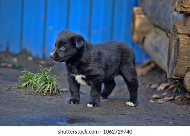 street puppies