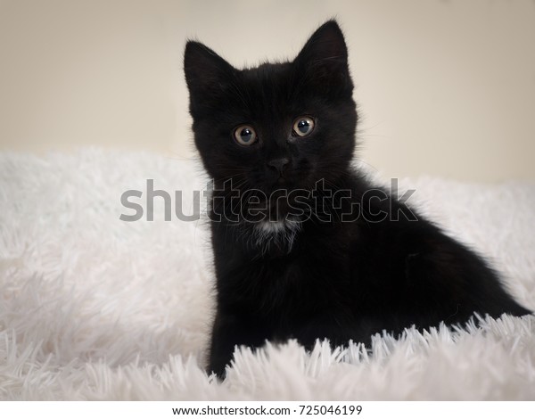 black kitten furry