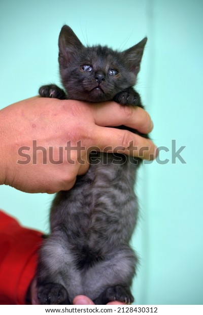 little black\
kitten with a sore eye in his\
hand