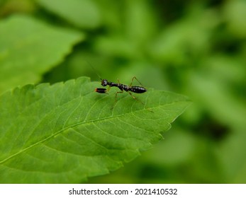 11,481 Black Mantis Images, Stock Photos & Vectors | Shutterstock