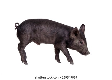 Black Pig Images Stock Photos Vectors Shutterstock