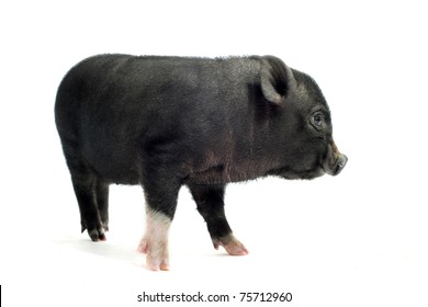 11,092 Little black pig Images, Stock Photos & Vectors | Shutterstock