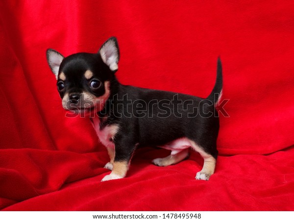 Little Black Shorthaired Chihuahua Puppy Stock Photo Edit Now