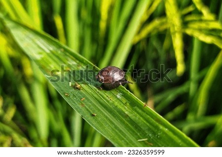 A little black snail on a green grass leaf