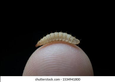 Little Black Soldier Fly Larva On Finger With Dark Background. Close Up Shot