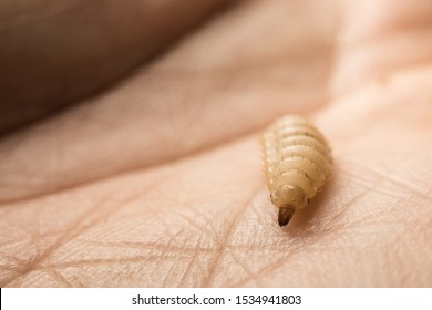 Little Black Soldier Fly Larva On Hand. Close Up Shot