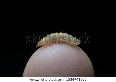 Little black soldier fly larva on finger with dark background. Close up shot