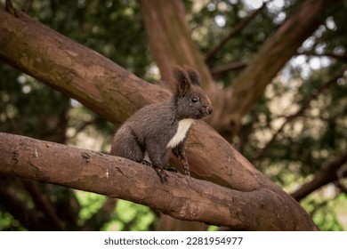 Little black squirrel in a park - Shutterstock ID 2281954977