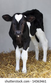 little black and white calf with heart shape on his head