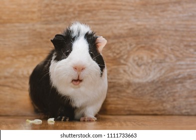 Little black and white guinea eating cabbage leaf.