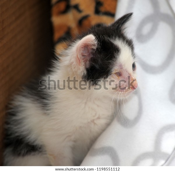 little black and\
white kitten with sore\
eyes