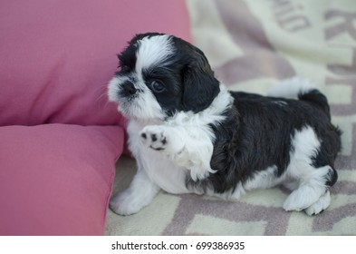 Little Black And White Shih Tzu Pappy On The Pink Pillows. 