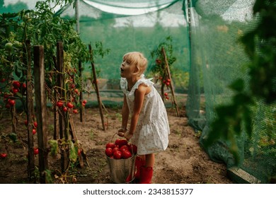 Little blonde girl holding a heavy basket full of tomatoes while making a face showing how heavy it is in the garden - Powered by Shutterstock