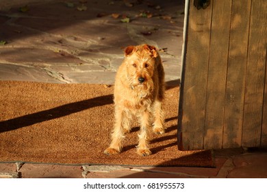 Little Blonde Wheaten Terrier Greeter Dog At The Door Of A Gallery In Sunset Light