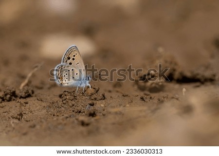 little blue butterfly picking up a mineral on the ground, Odd-spot Blue, Turanana endymion