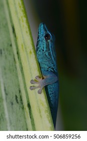 Little Blue Gecko