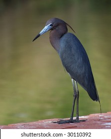 Little Blue Heron