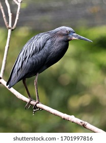 Little Blue Heron Bird Close-up Side Profile View Perched On A Branch Displaying Blue Feathers, Body, Beak, Head, Eye, Feet With A Bokeh Background In Its Environment And Surrounding.