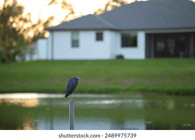 Little blue heron bird perching near lake water in Florida wetland - Powered by Shutterstock