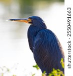 Little Blue Heron Close Up