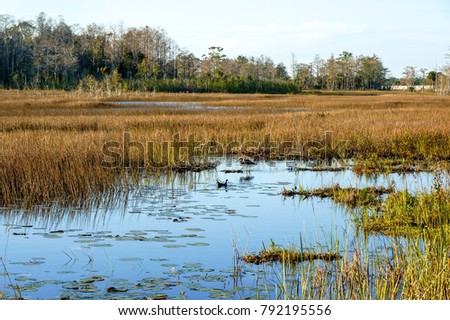 little blue heron and a duck in the swamp