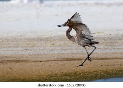 619 Siesta key birds Images, Stock Photos & Vectors | Shutterstock