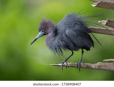 A Little Blue Heron In Florida 