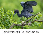Little Blue Heron with Outstretched Wings Teetering on Branch in Louisiana Rookery