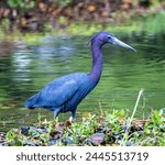 Little Blue Heron in pond